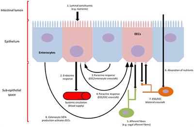 The Gut-Brain Axis, the Human Gut Microbiota and Their Integration in the Development of Obesity